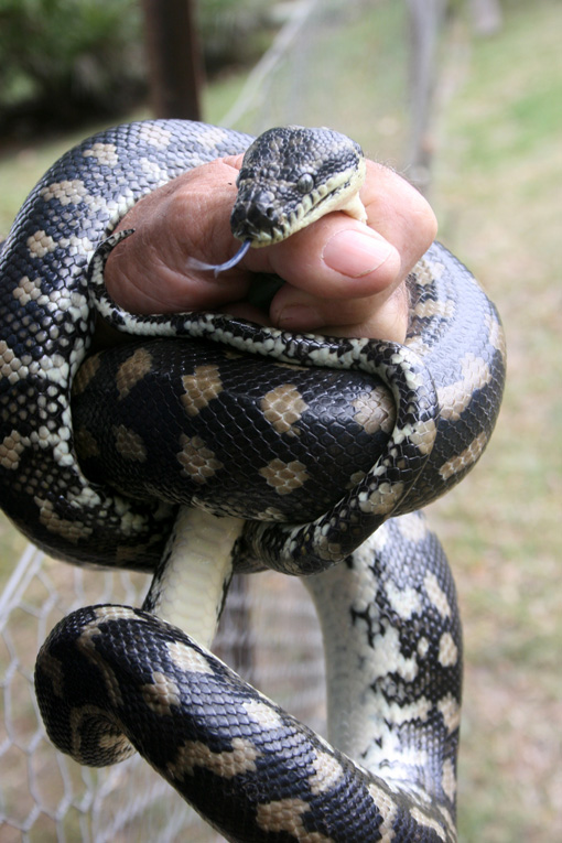 Carpet Python 6