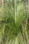 Xanthorrhoea 3