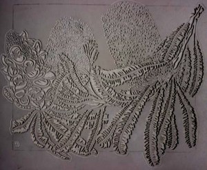 Banksia serrata Lino