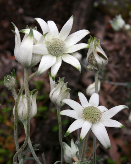Flannel Flower 1