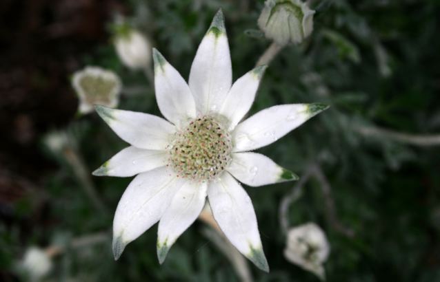 Flannel Flower 3