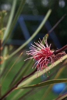 Hakea multilineata 1