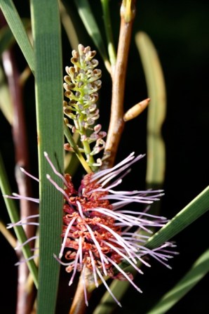 Hakea multilineata 10