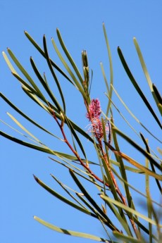 Hakea multilineata 11
