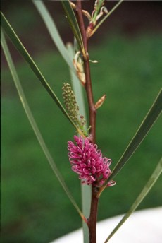 Hakea multilineata 2
