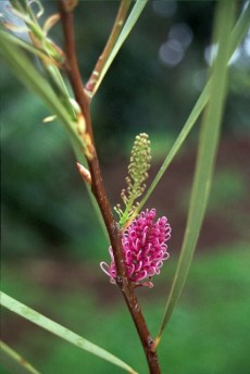 Hakea multilineata 3
