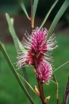 Hakea multilineata 4