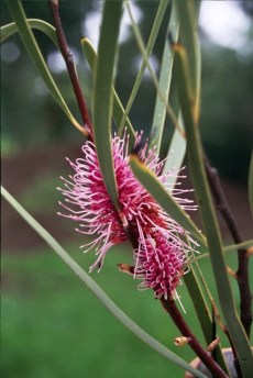 Hakea multilineata 6