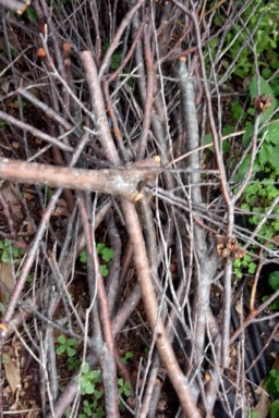 Hakea multilineata Dead 1