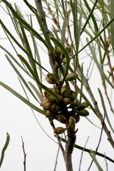 Hakea multilineata SEEDS 1