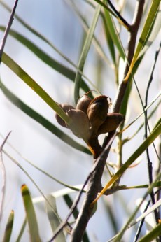 Hakea multilineata SEEDS 3