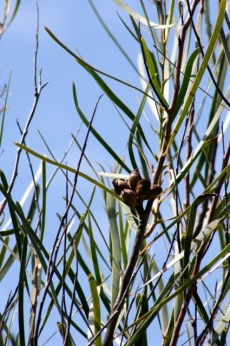 Hakea multilineata SEEDS 4