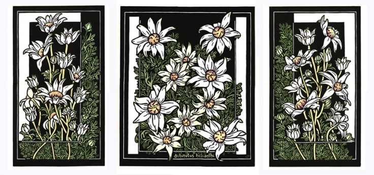 93 Flannel Flower tryptich