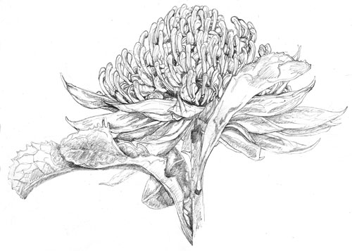 *Drawing Images-WARATAH 2 ILLUSTRATION 1 WEB