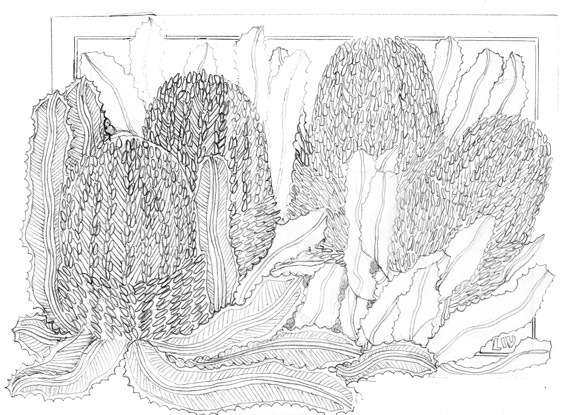 B&W Banksias Design - 1_2