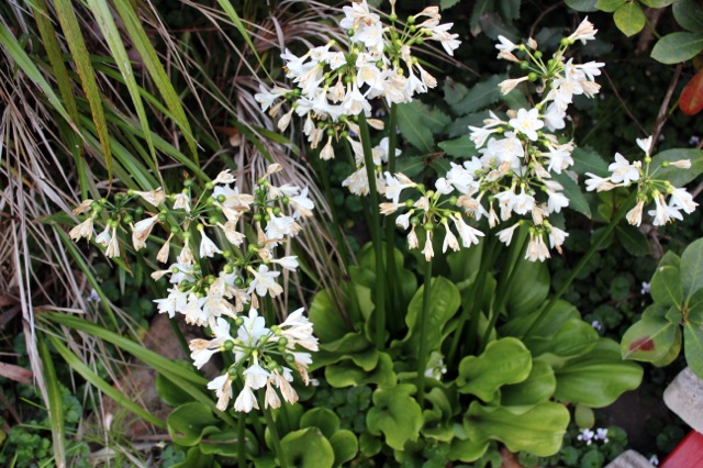 Brisbane Lily 2012 10