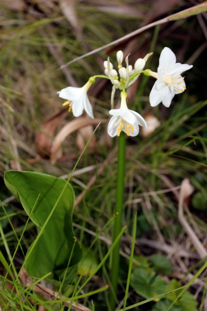 Brisbane Lily 2012 3