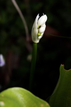 Brisbane Lily 2012 5