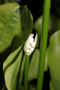 Brisbane Lily 2012 6