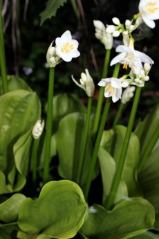 Brisbane Lily 2012 8