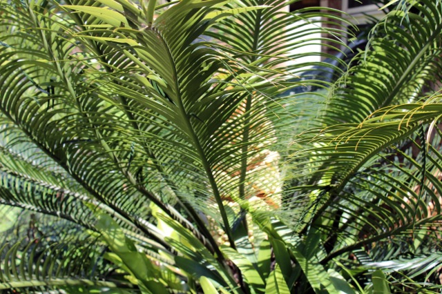 Lepidozamia peroffskyana 1