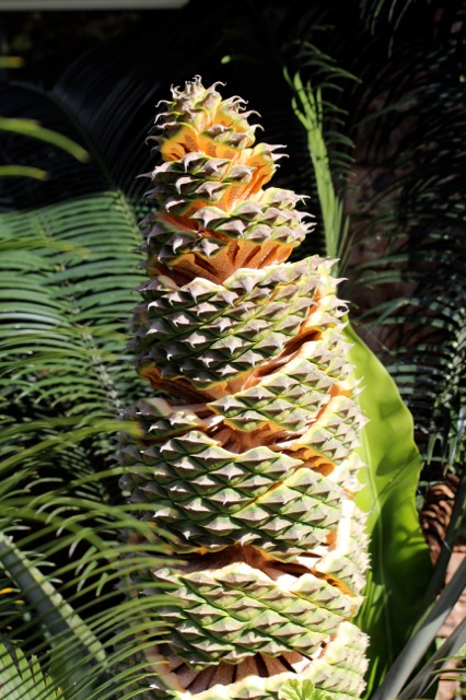 Lepidozamia peroffskyana 2