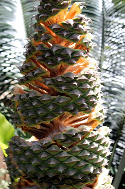 Lepidozamia peroffskyana 7