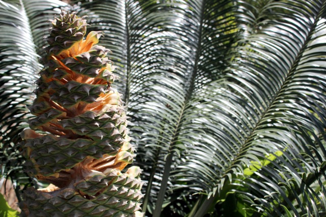 Lepidozamia peroffskyana 9