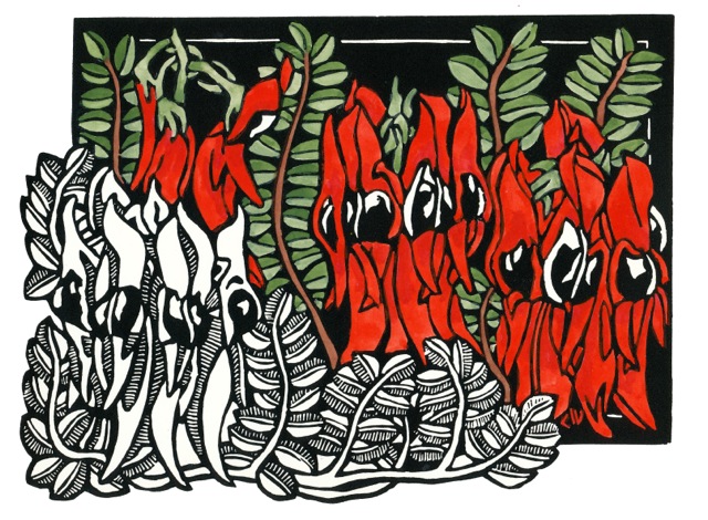 Sturt Desert Pea RETRO POSTCARD 1 WEB