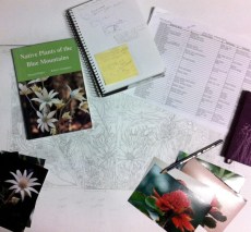 Blue Mtns Wildflowers Design 3