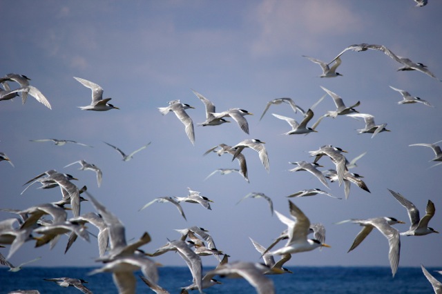 Birds in FLight 3