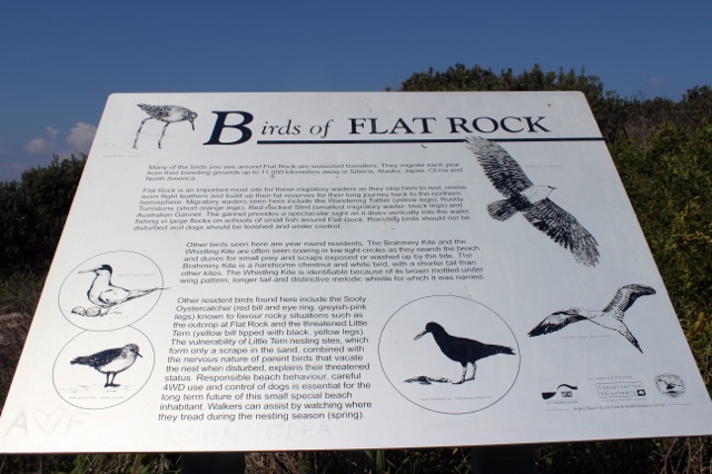 BirdS of Flat Rock