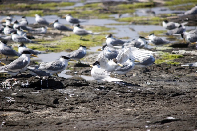 Crested Tern 1