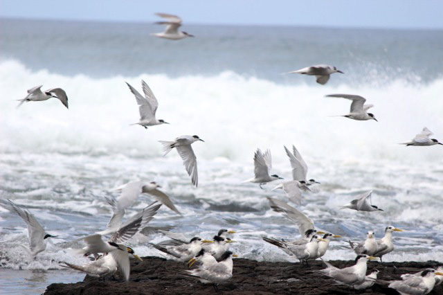 Gull-Billed Tern