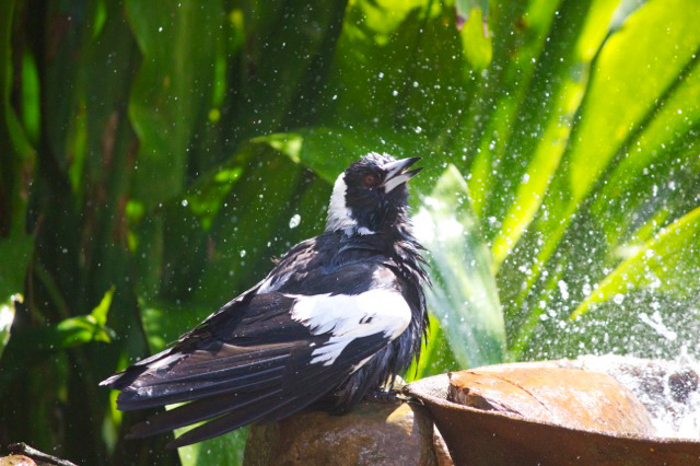 Magpie shower 20