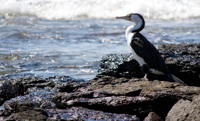 Pied Cormorant 1