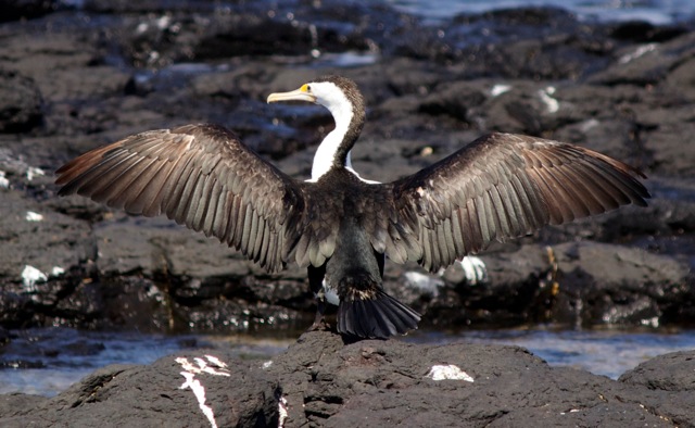 Pied Cormorant 2