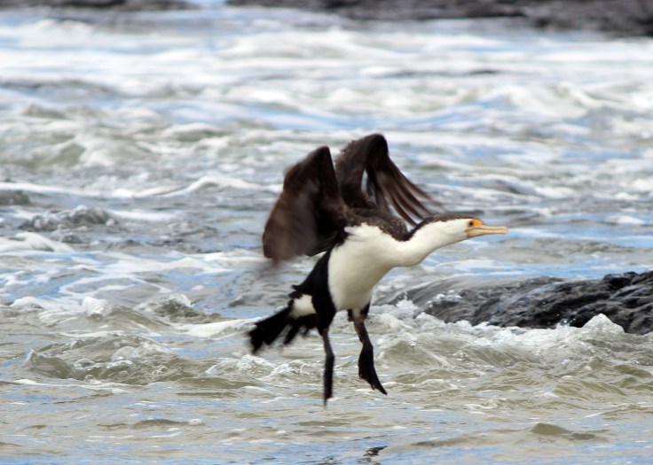 Pied Cormorants Three 2