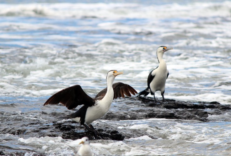 Pied Cormorants Three 3