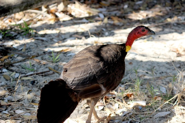 Scrub Turkey 1