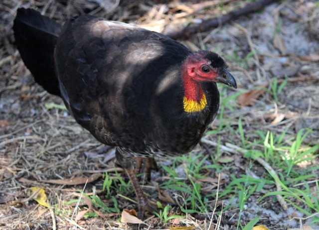 Scrub Turkey 3