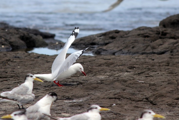 Silver Gull
