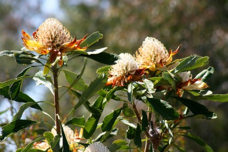 WHITE WARATAH WEB