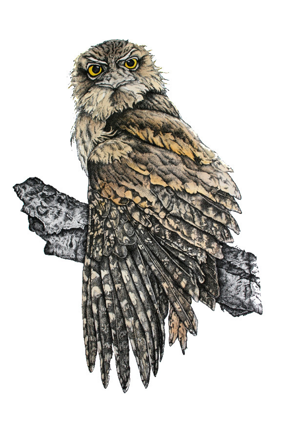 WILDLIFE ILLUSTRATION Tawny Frogmouth 2